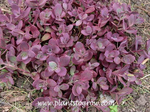 Sedum Firecracker (Hylotelephium)
Growing in the garden in full sun.